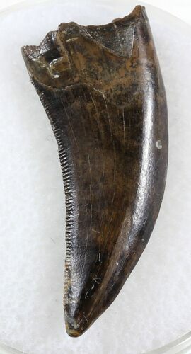 Beautiful Nanotyrannus Tooth - Montana #31057
